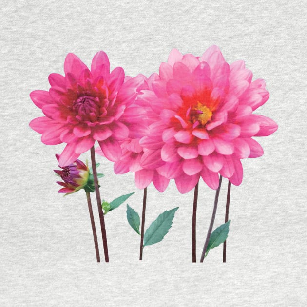 Row of Pink Dahlias by SusanSavad